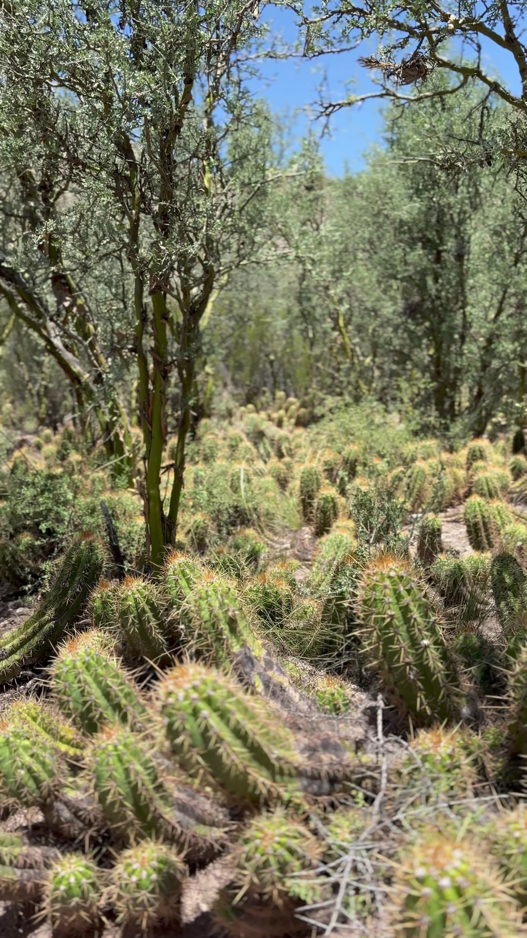 Trekking por el Bosque de Cactus